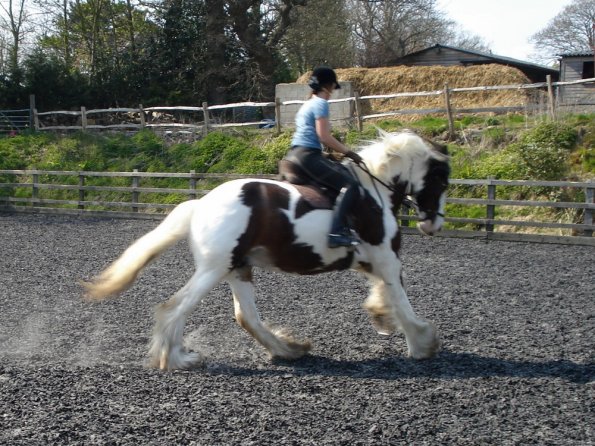 Working canter (3)