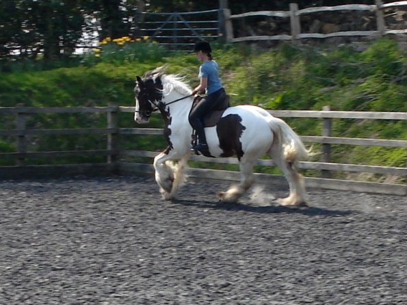 Working canter (4)