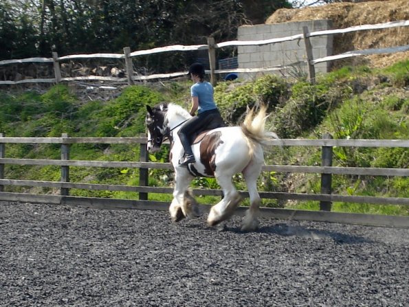 Working canter (5)