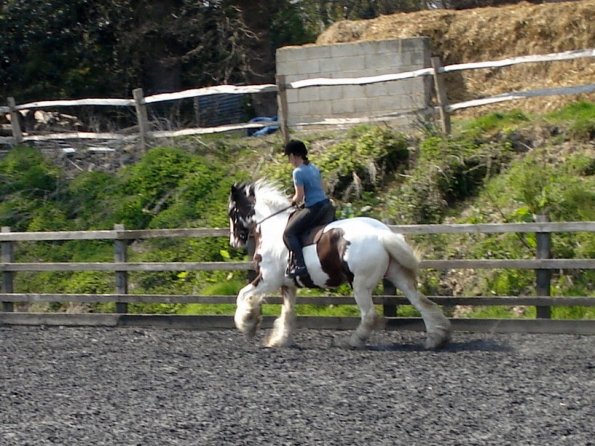 Working canter (6)
