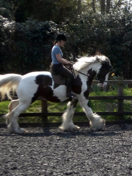 Working canter (8)