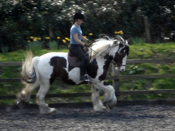 Working canter (9)