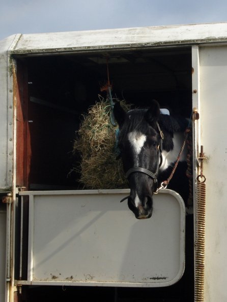 Horsebox (2)