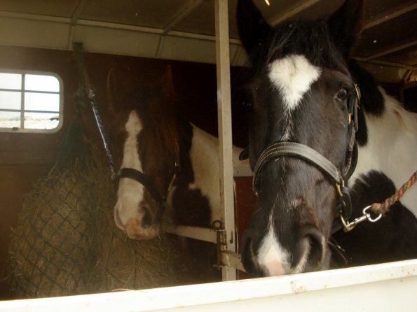Horsebox (6)