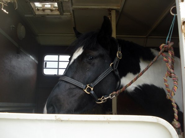 Horsebox