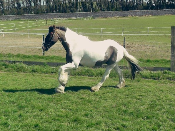 04-15-2015_121820(5)