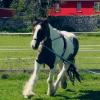 Lunging April 2015