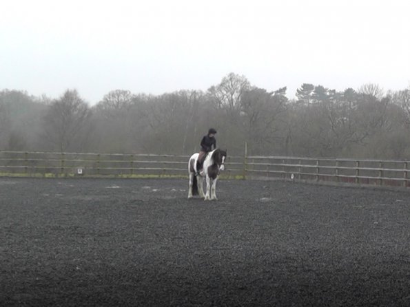 Dressage 11 Feb Halt