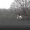 Dressage 11 Feb Medium canter
