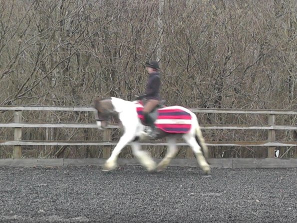 Dressage 11 Feb Trot
