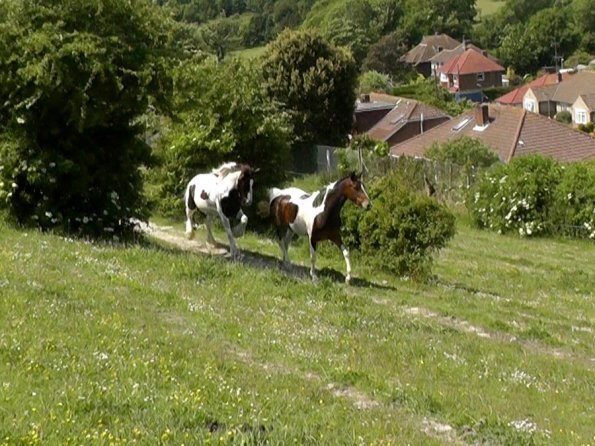 Lance and Ghost race (4)