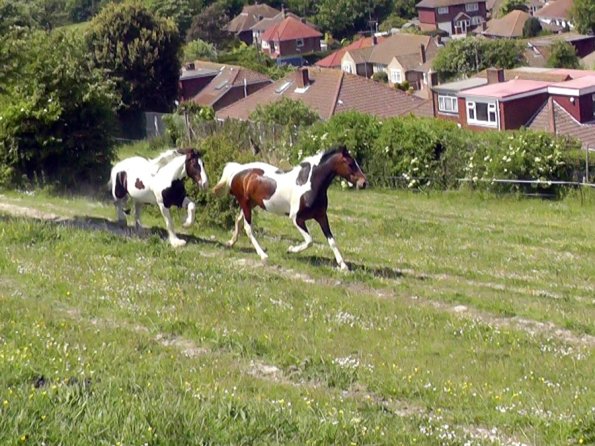 Lance and Ghost race (5)