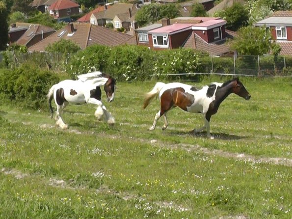 Lance and Ghost race (6)