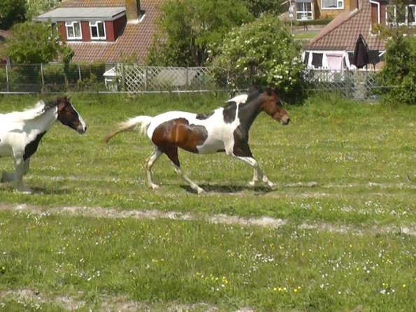 Lance and Ghost race (9)