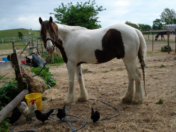 Lance and his chicken friends (2)