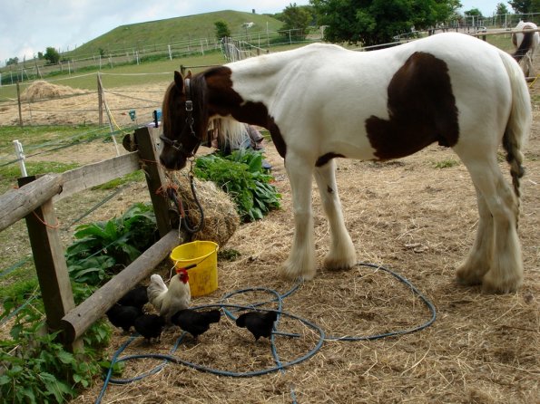 Lance and his chicken friends (3)