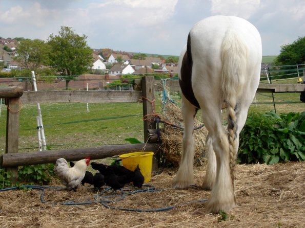 Lance and his chicken friends