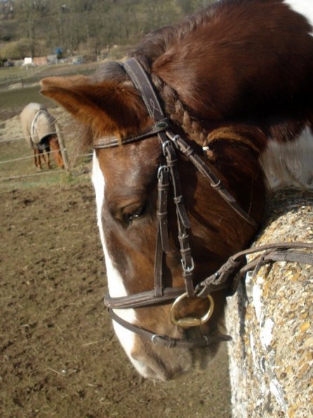 smartie-and-lance-3-