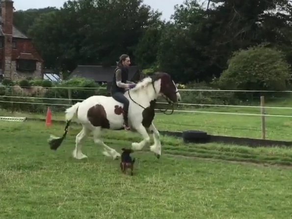 67496144_643676559471650_6999218352128262144_n