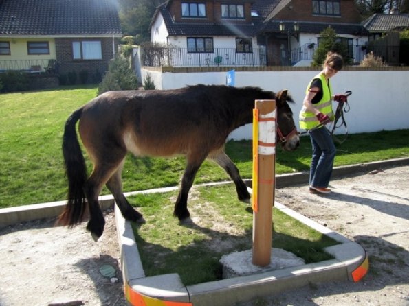 Appley amazing cross country pony (2)