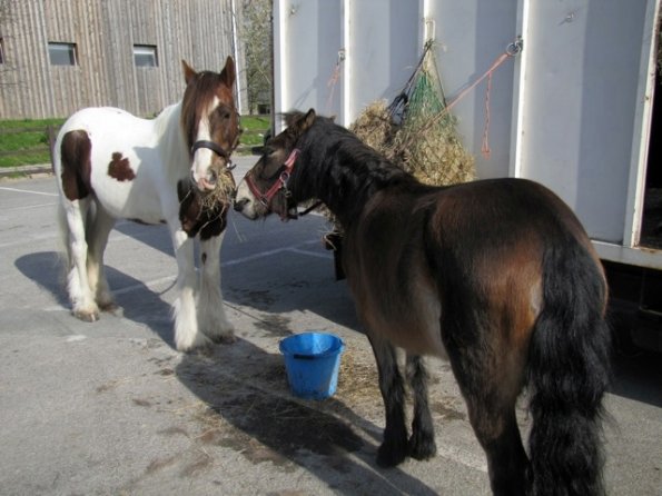 Gossiping ponies (2)