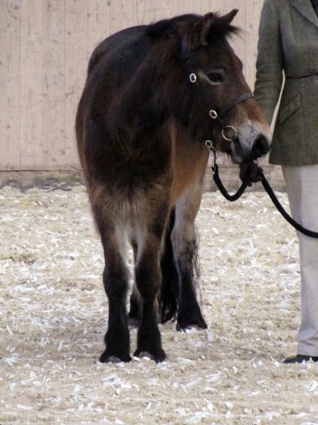 Mountain and Moorland (9)