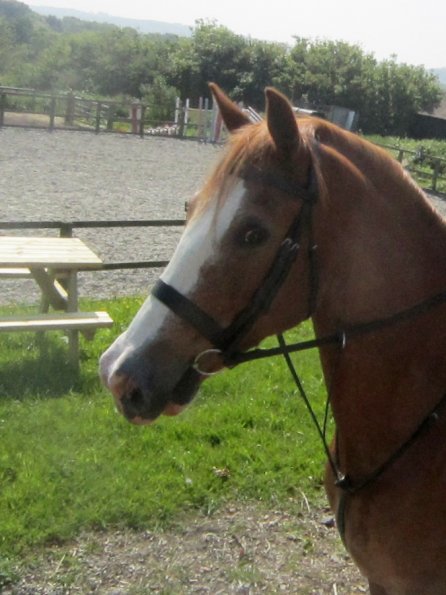 Day at Hurstwood (3)