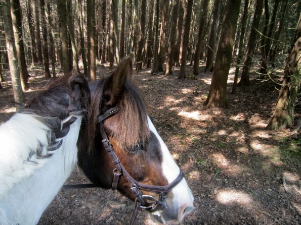 Day at Hurstwood (6)