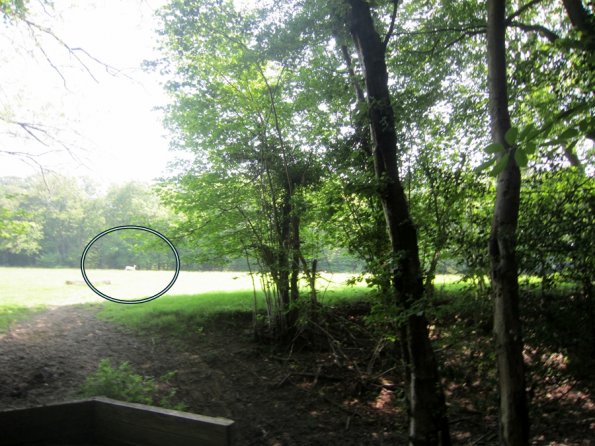 Day at Hurstwood (7)