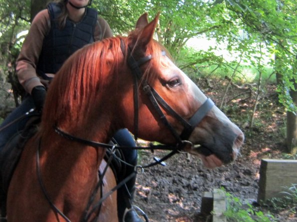 Day at Hurstwood (8)