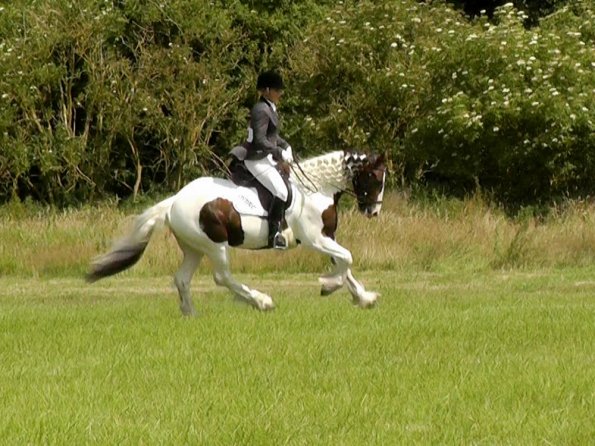 Area Dressage (17)