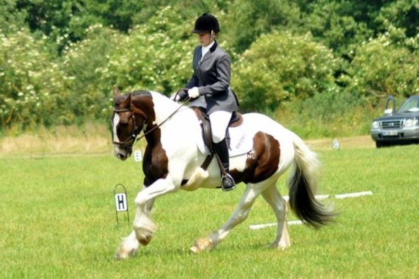 Area Dressage (18)