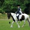 Area Dressage (19)