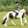 Area Dressage (24)