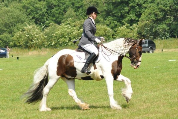 Area Dressage (24)