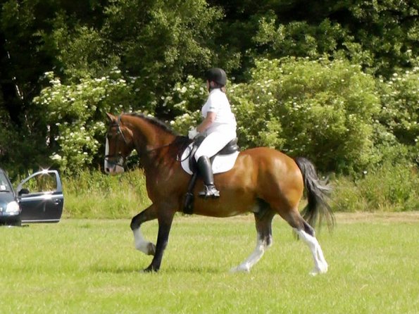 Area Dressage (26)