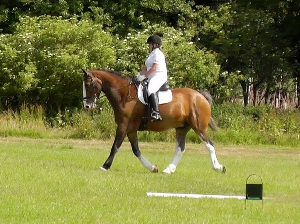 Area Dressage (27)
