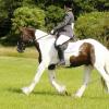 Area Dressage (29)