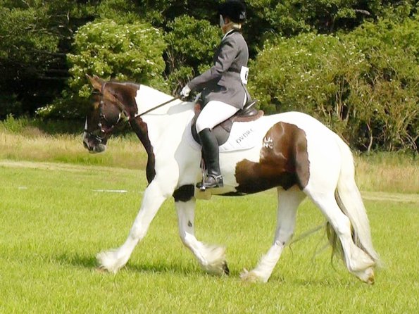 Area Dressage (29)