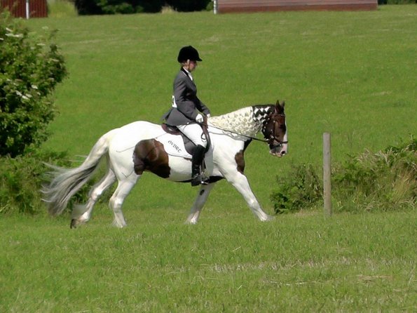 Area Dressage (3)