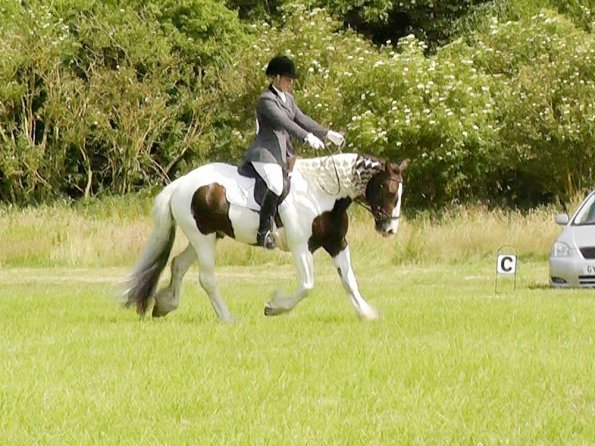 Area Dressage (30)
