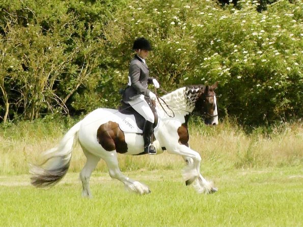 Area Dressage (31)