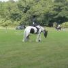 Area Dressage (34)