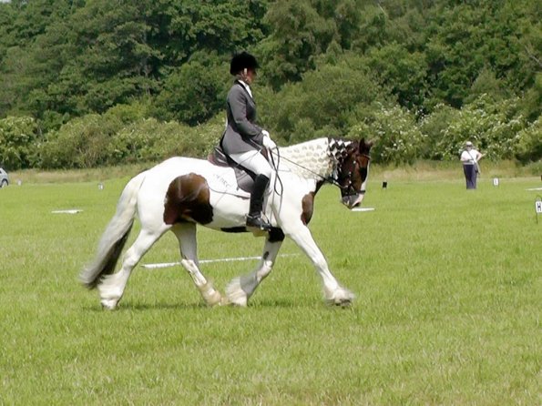 Area Dressage (36)