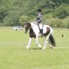 Area Dressage (37)