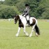 Area Dressage (38)