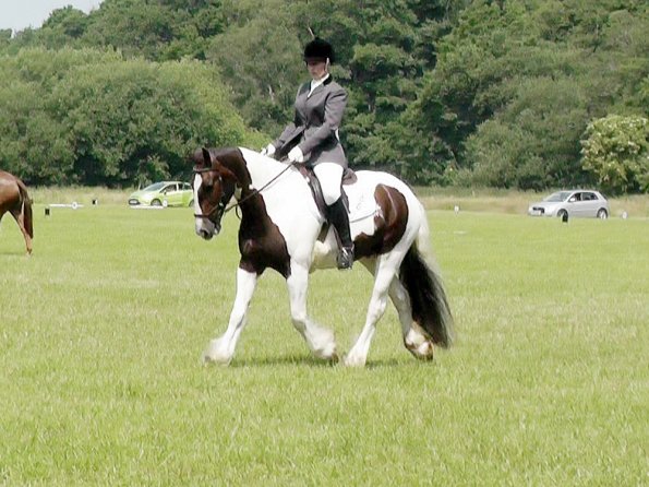 Area Dressage (38)