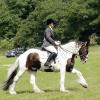 Area Dressage (39)