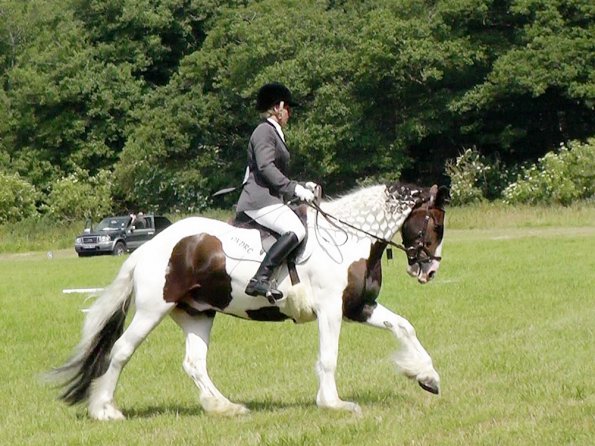 Area Dressage (39)