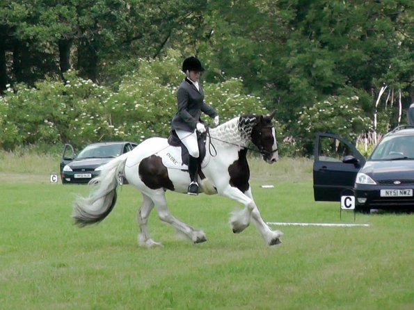 Area Dressage (40)